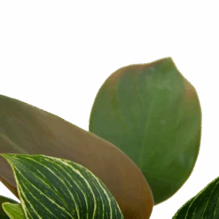 Philodendron White Wave - P13 H30 - Kamerplant -Pokon Winkel philodendron white wave p13 h30 6