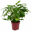Philodendron Xanadu - P19 H50 - Kamerplant
