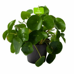 Pilea Peperomioides - Pannenkoekenplant - P17 H35 - Kamerplant