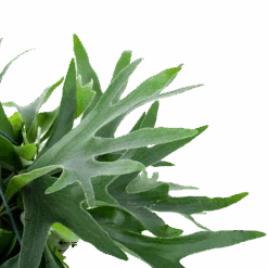 Platycerium Bifurcatum - Hertshoornvaren - In Hangpot - P21 H60 - Kamerplant -Pokon Winkel platycerium bifurcatum hertshoornvaren in hangpot p21 h60 6