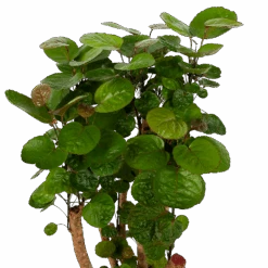 Polyscias Fabian - Aralia - P24 H100 - Kamerplant -Pokon Winkel polyscias fabian aralia p24 h100 5 1