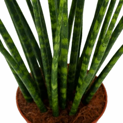 Sansevieria Fernwoord Mikado - Vrouwentong - P14 H55 - Kamerplant 6 Sansevieria Fernwoord Mikado - Vrouwentong - P14 H55 - Kamerplant -Pokon Winkel sansevieria fernwoord mikado vrouwentong p14 h55 5
