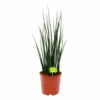 Sansevieria Fernwoord Mikado - Vrouwentong - P19 H75 - Kamerplant