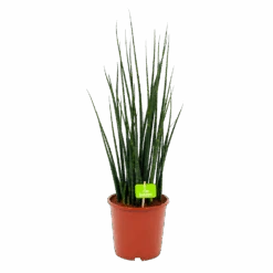 Sansevieria Fernwoord Mikado - Vrouwentong - P19 H75 - Kamerplant