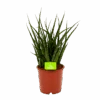 Sansevieria Fernwoord Punk - Vrouwentong - P14 H45 - Kamerplant -Pokon Winkel sansevieria fernwoord punk vrouwentong p14 h45 1 2