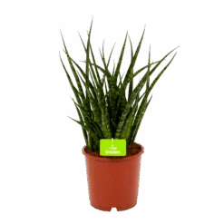 Sansevieria Fernwoord Punk - Vrouwentong - P14 H45 - Kamerplant