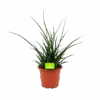 Sansevieria Fernwoord Punk - Vrouwentong - P25 H60 - Kamerplant -Pokon Winkel sansevieria fernwoord punk vrouwentong p25 h60 1 2