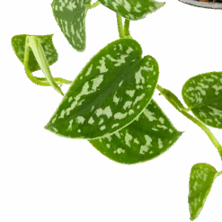 Scindapsus Pictus Trebie - Epipremnum - In Hangpot - P15 H20 - Kamerplant -Pokon Winkel scindapsus pictus trebie epipremnum in hangpot p15 6 1