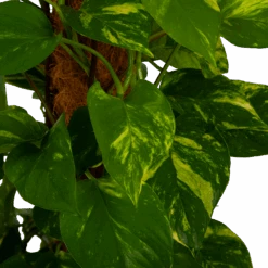 Scindapsus Pinnatum Aureum Op Mosstok - Epipremnum - P27 H150 - Kamerplant 8 Scindapsus Pinnatum Aureum Op Mosstok - Epipremnum - P27 H150 - Kamerplant -Pokon Winkel scindapsus pinnatum aureum op mosstok epipremnum p27 h150 4