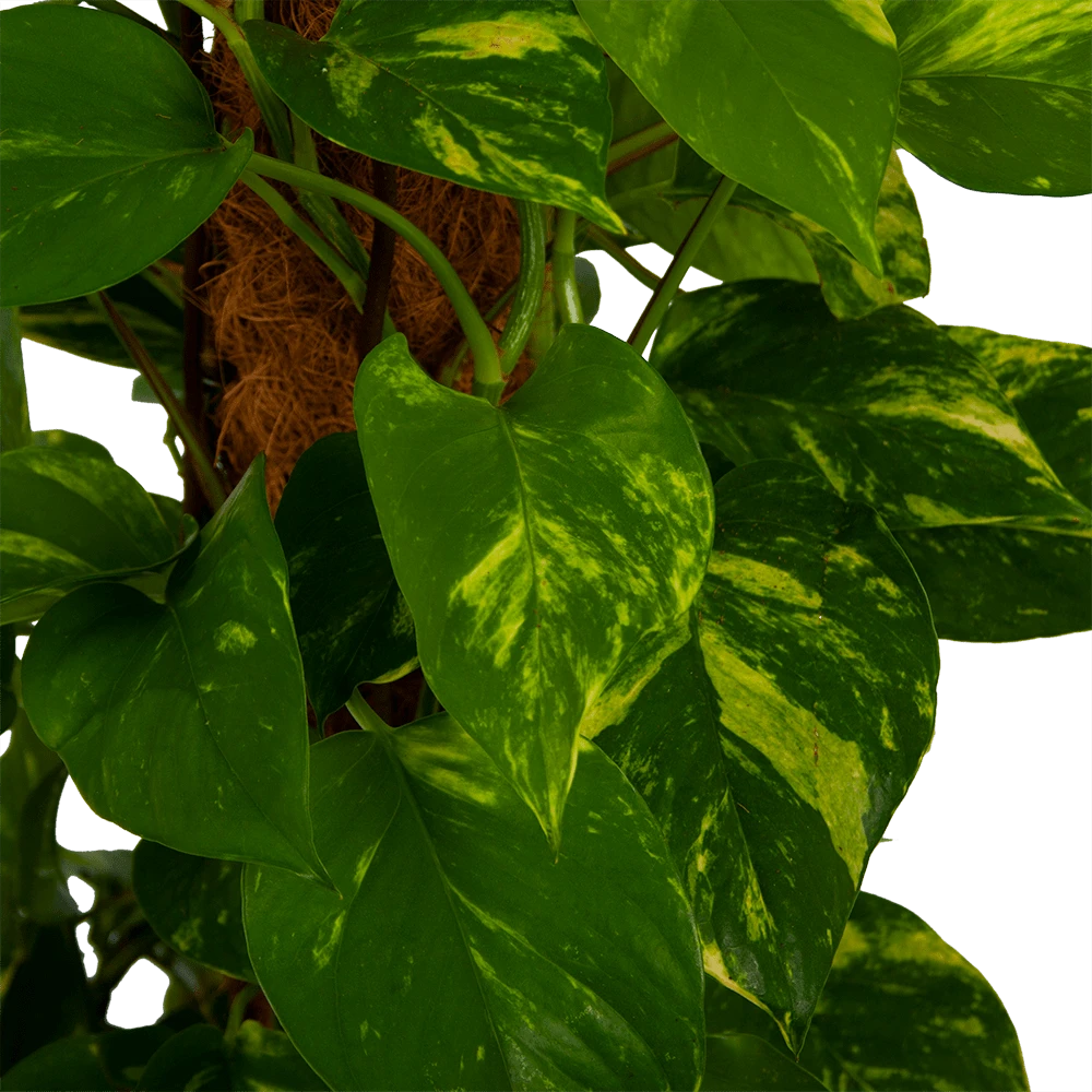 Scindapsus Pinnatum Aureum Op Mosstok - Epipremnum - P27 H150 - Kamerplant 5 Scindapsus Pinnatum Aureum Op Mosstok - Epipremnum - P27 H150 - Kamerplant - Afbeelding 3