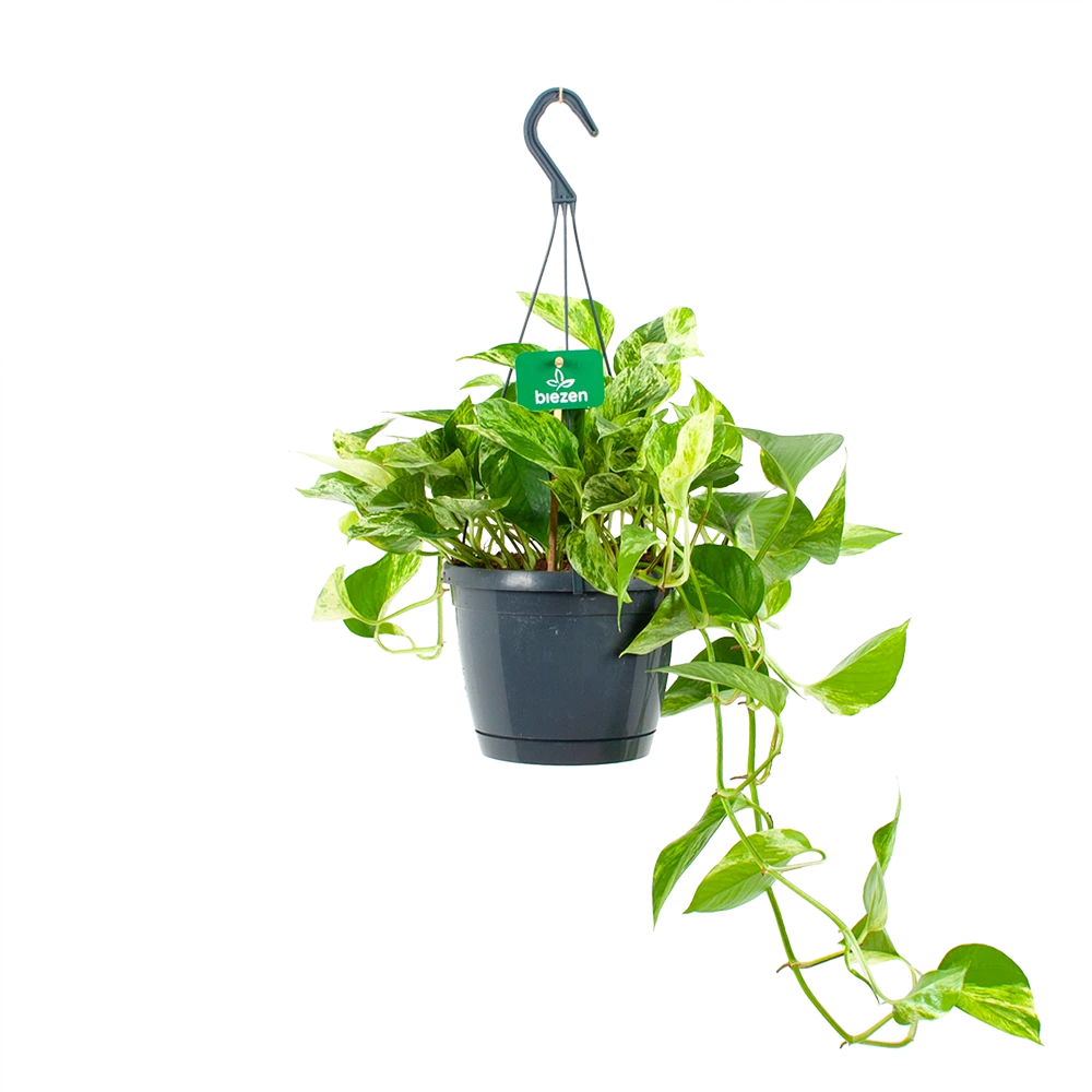 Scindapsus Pinnatum Marble Queen - Epipremnum - Hangpot - P17 H35 - Kamerplant 3 Scindapsus Pinnatum Marble Queen - Epipremnum - Hangpot - P17 H35 - Kamerplant