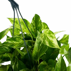 Scindapsus Pinnatum Marble Queen - Epipremnum - Hangpot - P17 H35 - Kamerplant 6 Scindapsus Pinnatum Marble Queen - Epipremnum - Hangpot - P17 H35 - Kamerplant -Pokon Winkel scindapsus pinnatum marble queen epipremnum p17 h35 5