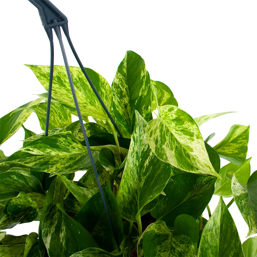 Scindapsus Pinnatum Marble Queen - Epipremnum - Hangpot - P17 H35 - Kamerplant 4 Scindapsus Pinnatum Marble Queen - Epipremnum - Hangpot - P17 H35 - Kamerplant - Afbeelding 2