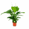 Spathiphyllum Wallisii - Lepelplant - P19 H80 Wit - Kamerplant -Pokon Winkel spathiphyllum wallisii lepelplant p19 h80 wit 1 1