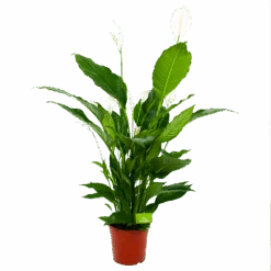 Spathiphyllum Wallisii - Lepelplant - P24 H120 Wit - Kamerplant