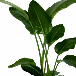 Strelitzia Nicolai - Paradijsvogelpant - P27 H180 - Kamerplant 7 Strelitzia Nicolai - Paradijsvogelpant - P27 H180 - Kamerplant -Pokon Winkel strelitzia nicolai paradijsvogelpant p27 h180 5 2