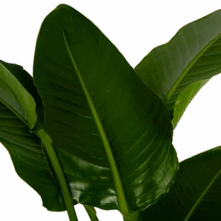 Strelitzia Nicolai - Paradijsvogelpant - P27 H180 - Kamerplant 8 Strelitzia Nicolai - Paradijsvogelpant - P27 H180 - Kamerplant -Pokon Winkel strelitzia nicolai paradijsvogelpant p27 h180 6 2