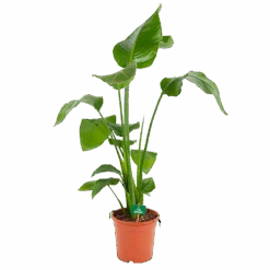 Strelitzia Nicolai - Paradijsvogelplant - P17 H80 - Kamerplant