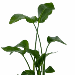 Strelitzia Nicolai - Paradijsvogelplant - P21 H120 - Kamerplant -Pokon Winkel strelitzia nicolai paradijsvogelplant p21 h120 kamerplant 3