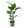 Strelitzia Nicolai - Paradijsvogelplant - P21 H90 - Kamerplant -Pokon Winkel strelitzia nicolai paradijsvogelplant p21 h90 1