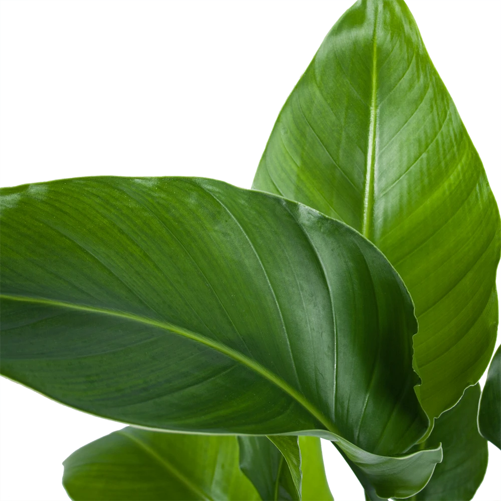 Strelitzia Nicolai - Paradijsvogelplant - P21 H90 - Kamerplant 4 Strelitzia Nicolai - Paradijsvogelplant - P21 H90 - Kamerplant - Afbeelding 2