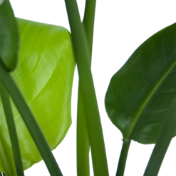 Strelitzia Nicolai - Paradijsvogelplant - P21 H90 - Kamerplant 8 Strelitzia Nicolai - Paradijsvogelplant - P21 H90 - Kamerplant -Pokon Winkel strelitzia nicolai paradijsvogelplant p21 h90 6