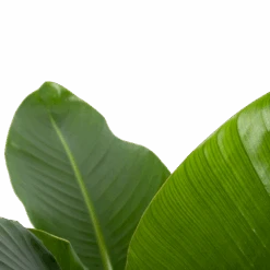 Strelitzia Nicolai - Paradijsvogelplant - P27 H110 - Kamerplant -Pokon Winkel strelitzia nicolai paradijsvogelplant p27 h110 6 2