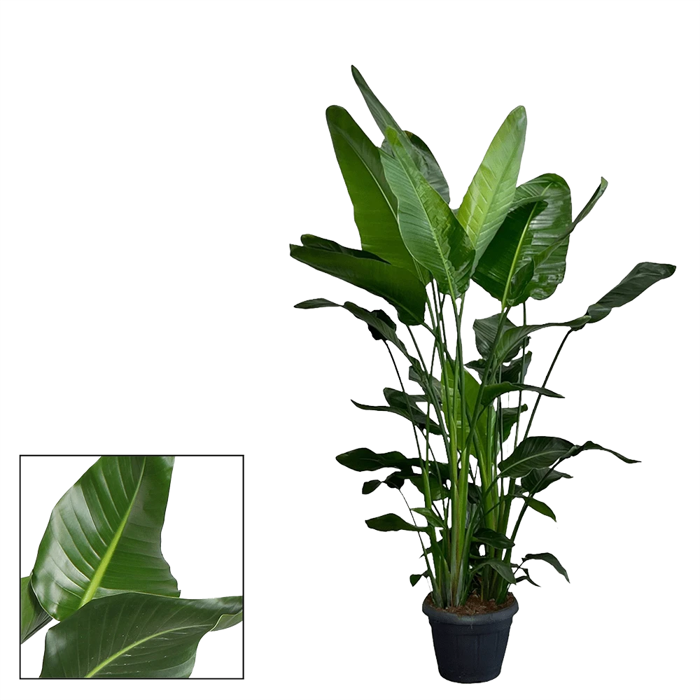 Strelitzia Nicolai - Paradijsvogelplant - P35 H200 - Kamerplant 4 Strelitzia Nicolai - Paradijsvogelplant - P35 H200 - Kamerplant - Afbeelding 2