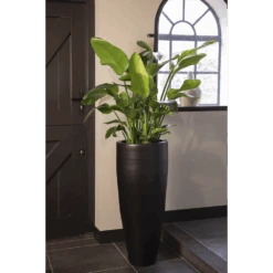 Strelitzia Nicolai - Paradijsvogelplant - P35 H200 - Kamerplant 9 Strelitzia Nicolai - Paradijsvogelplant - P35 H200 - Kamerplant -Pokon Winkel strelitzia nicolai paradijsvogelplant p35 h200 5