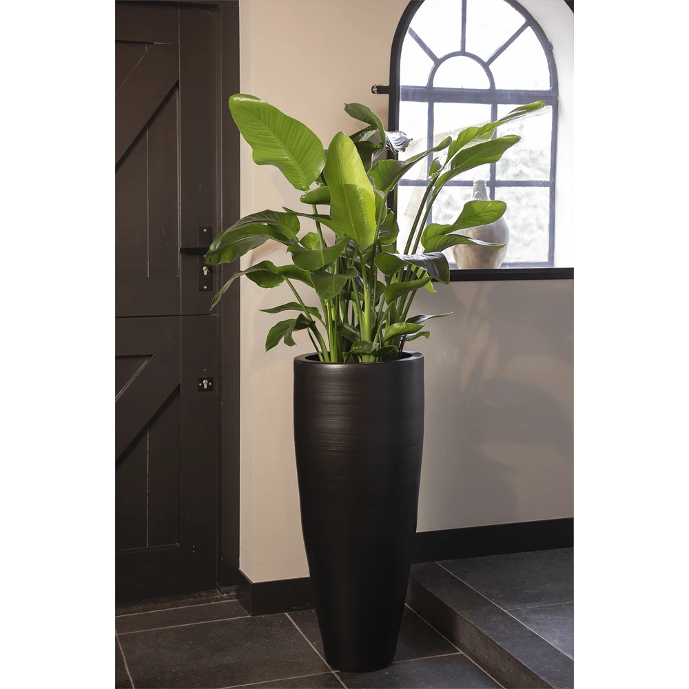 Strelitzia Nicolai - Paradijsvogelplant - P35 H200 - Kamerplant 5 Strelitzia Nicolai - Paradijsvogelplant - P35 H200 - Kamerplant - Afbeelding 3