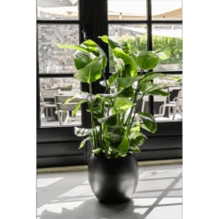 Strelitzia Nicolai - Paradijsvogelplant - P35 H200 - Kamerplant 10 Strelitzia Nicolai - Paradijsvogelplant - P35 H200 - Kamerplant -Pokon Winkel strelitzia nicolai paradijsvogelplant p35 h200 6