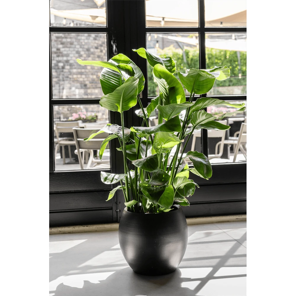 Strelitzia Nicolai - Paradijsvogelplant - P35 H200 - Kamerplant 6 Strelitzia Nicolai - Paradijsvogelplant - P35 H200 - Kamerplant - Afbeelding 4