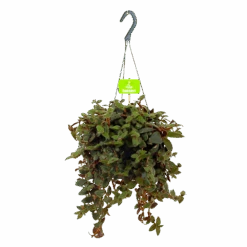 Tradescantia Sillamotara Brownhill - Vaderplant - In Hangpot - P17 H40 - Kamerplant