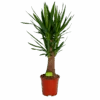 Yucca Inca Tree - Palmlelie - P27 H110 - Kamerplant