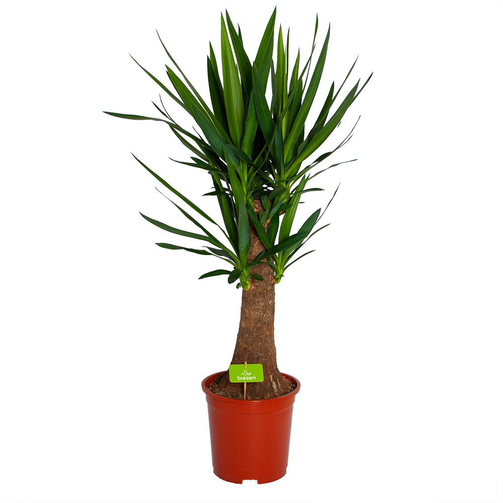 Yucca Inca Tree - Palmlelie - P27 H110 - Kamerplant 3 Yucca Inca Tree - Palmlelie - P27 H110 - Kamerplant