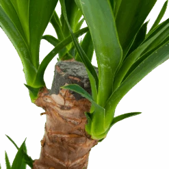 Yucca - Palmlelie - P17 H70 - Kamerplant -Pokon Winkel yucca palmlelie p17 h70 6