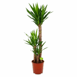 Yucca - Palmlelie - P24 H120 - Kamerplant
