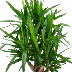 Yucca - Vertakt - Palmlelie - P24 H100 - Kamerplant -Pokon Winkel yucca vertakt palmlelie p24 h100 6 1