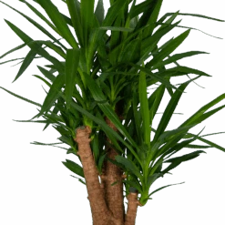 Yucca - Vertakt - Palmlelie - P34 H140 - Kamerplant -Pokon Winkel yucca vertakt palmlelie p34 h140 kamerplant 4