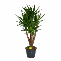 Yucca - Vertakt - Palmlelie - P35 H150 - Kamerplant