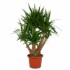 Yucca - Vertakt - Palmlelie - P45 H170 - Kamerplant