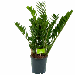 Zamioculcas Zamiifolia - Emerald Palm - P21 H80 - Kamerplant
