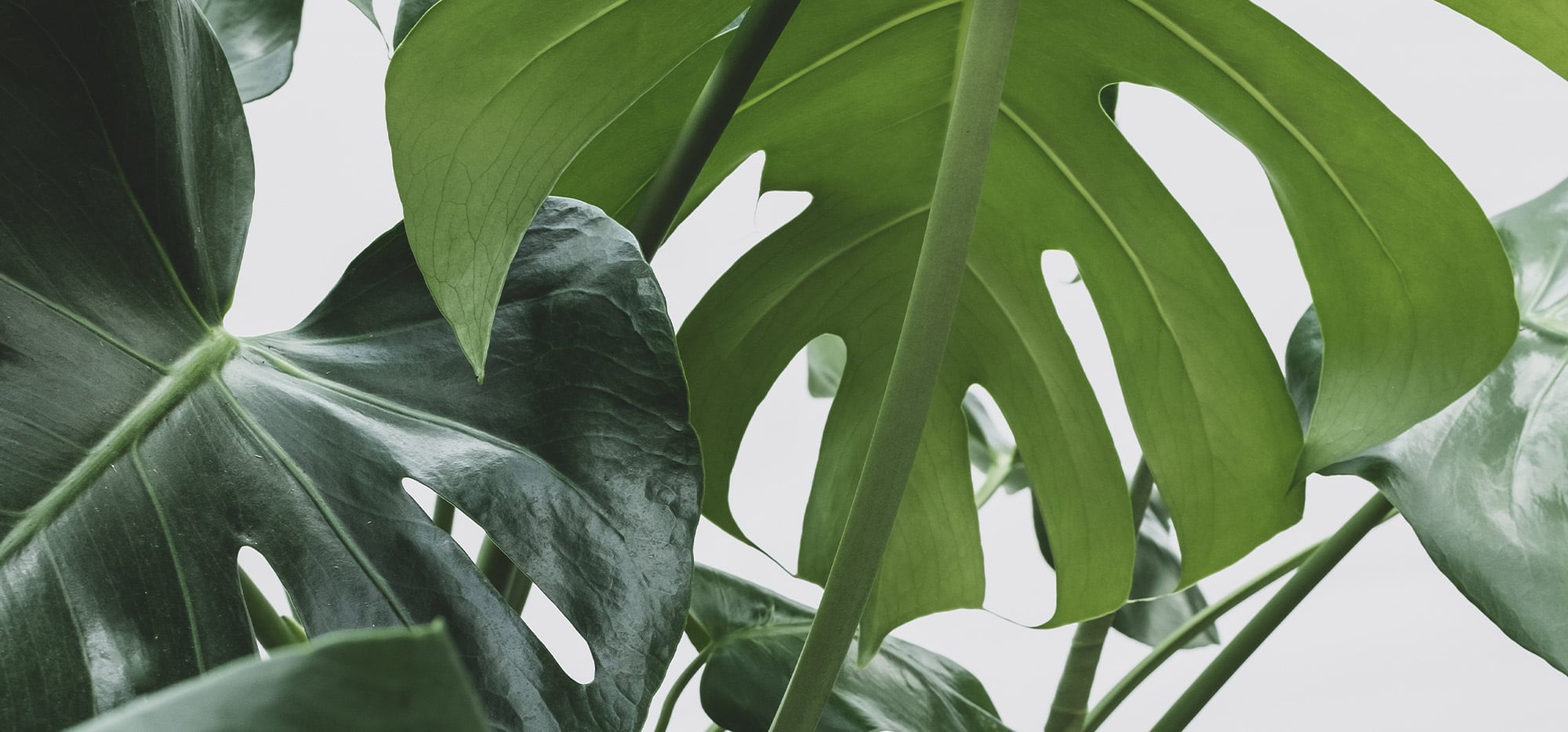 Pokon Winkel -Pokon Winkel monstera deliciosa gatenplant 11 grote kamerplanten merkens utrecht langbroek